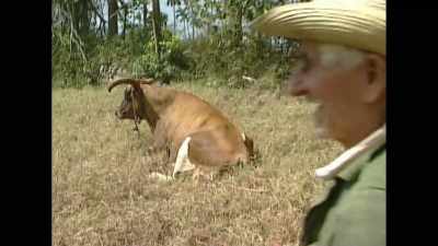 What is that? - Cuba and the Cameraman