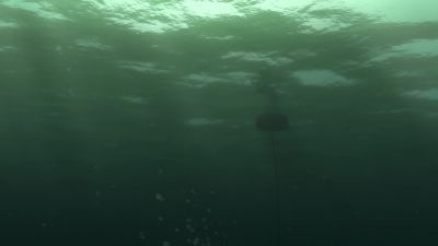 What is that - Finding Nemo