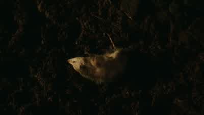 What the hell? - Peacemaker