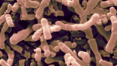 What they had discovered
was bifidobacterium infantis - - The Human Body: Secrets of Your Life Revealed