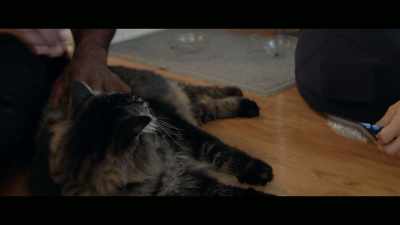 What they had told me was that - Cat Daddies