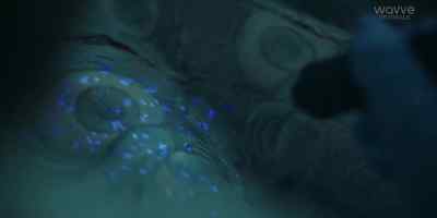 - What is this?
- I thought it'd be the case. - The Veil