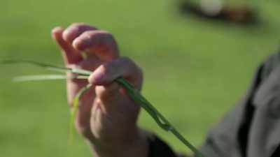 What we want to do
is keep this forage - The Magic Pill