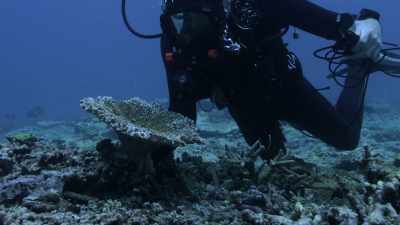 What we're doing is pulling out the card
called "coral reefs" - Chasing Coral