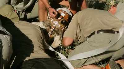 What we've learned by collaring
giraffe, in my view, - The Woman Who Loves Giraffes
