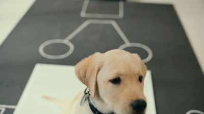 What we've learned is - Inside the Mind of a Dog