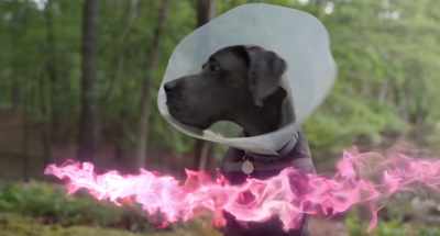 - What? Wh-What?
- (sniffing) - Strays