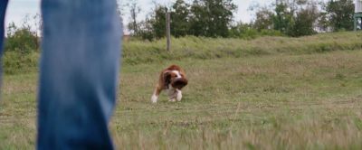 What? What do you want? - A Dog's Purpose