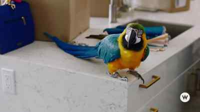 What? Where did you come from? - Fly Away With Me