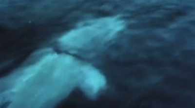 What would happen
is that they would have - Mysteries of the Deep