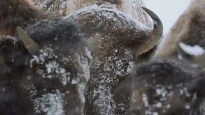 What you're about to experience - Epic Yellowstone