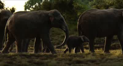 What'd I tell you? - The Jungle Book