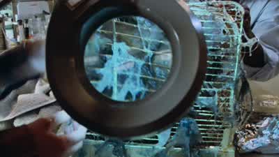 What'd you say this was calledA putrid stagePupal Pupal stageLike a butterflyYeah rightThis is a cocoon and inside he's going through changesLots of changesLike my mother - Gremlins