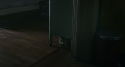 What'd you do to the cat? - Caught Stealing