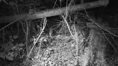 Whatever came underneath
this log literally
had to squat - Expedition Bigfoot