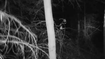  Whatever is following me
 has some size to it - Expedition Bigfoot