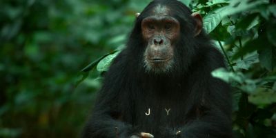 Whatever happens, - Chimp Empire