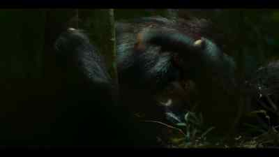 Whatever happens, - Chimp Empire