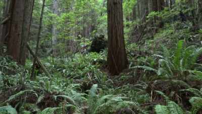 Whatever we heard earlier,
I'm sure is miles away. - Expedition Bigfoot