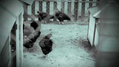 WHATEVER IT WAS THAT I WAS
SEEING, WAS KILLING MY CHICKENS. - Strange Evidence