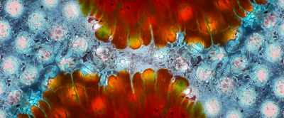 Whatever this mutation is, - Werewolves