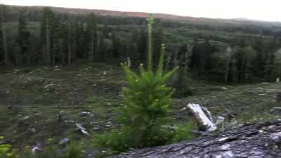  Whatever sits still,
 sees what's moving. - Expedition Bigfoot