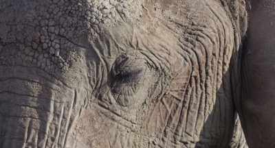 Whatever the outcome,
the responsibility is hers alone. - The Elephant Queen