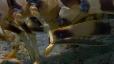Whatever the reason,
a male will leave his burrow - Blue Planet II