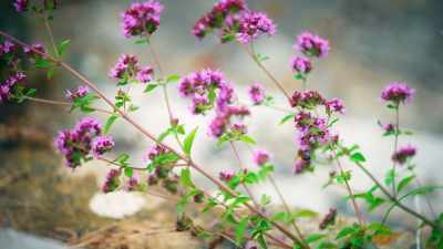 'Whatever the size of YOUR
garden pests, - James May and the Dull Men