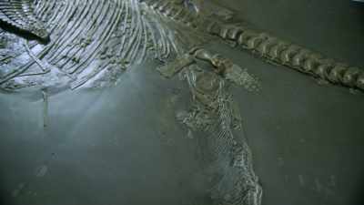 Whatever it was,
death must have been instant. - Attenborough and the Sea Dragon