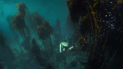 What's so amazing about this environment - My Octopus Teacher