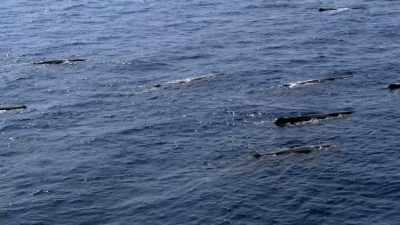 "What's common here is rare
in the Caribbean." - Secrets of the Whales
