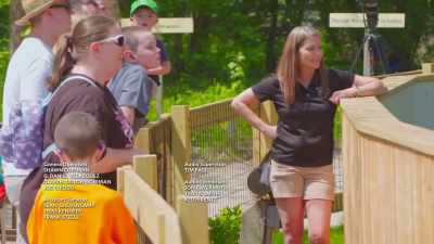 What's happening,
not only with devils, - Secrets of the Zoo
