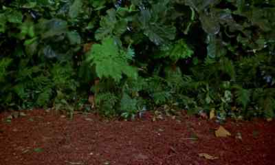 WHAT'S HAPPENING?
WHERE'S JASPER? - The Gnome Mobile