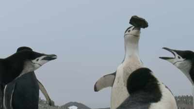 What's lacking in skill... - Frozen Planet II
