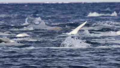 "What's really interesting about this
is that individuals from one group" - Secrets of the Whales
