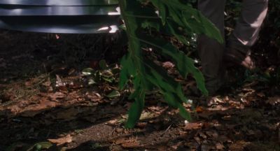 What's the matter - Arachnophobia