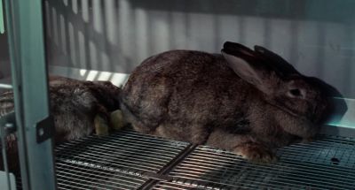 What's the matter with him Mommy - Night of the Lepus