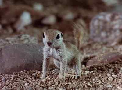 What's this?
Another intruder? - The Living Desert
