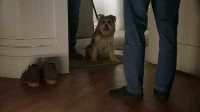 What's with the dog?
It, uh, didn't work out, - 9-1-1