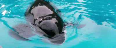 What's wrong, Willy?
I thought you liked these things. - Free Willy