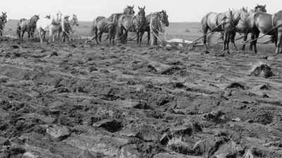 Wheat, corn, and other crops
replaced the native grasses. - The American Buffalo