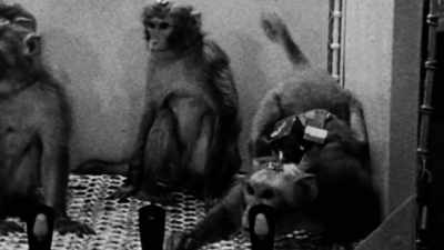 When a computer programmed signal was sent to the monkey's stimoceiver, - The Minds of Men