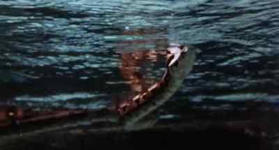 When a creature becomes prey in
this wilderness, there is one conciliation - - Faces of Death