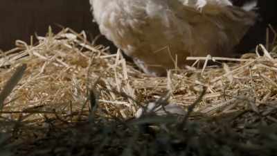 When a goose egg
rolls out of the nest, - Cosmos: Possible Worlds