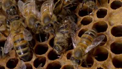 When a honeybee dies, it
releases a special chemical. - Cosmos: Possible Worlds