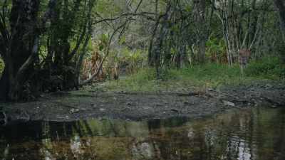 When a panther was going to pass through, - Path of the Panther