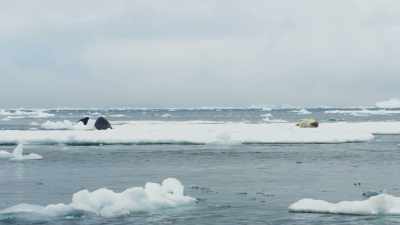 When a seal is spotted, - Frozen Planet II