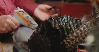 When a turkey is looking at a turkey
or a turkey is looking at a decoy, - Stars in the Sky: A Hunting Story