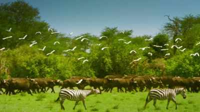 When all we rely on is gone, - Serengeti